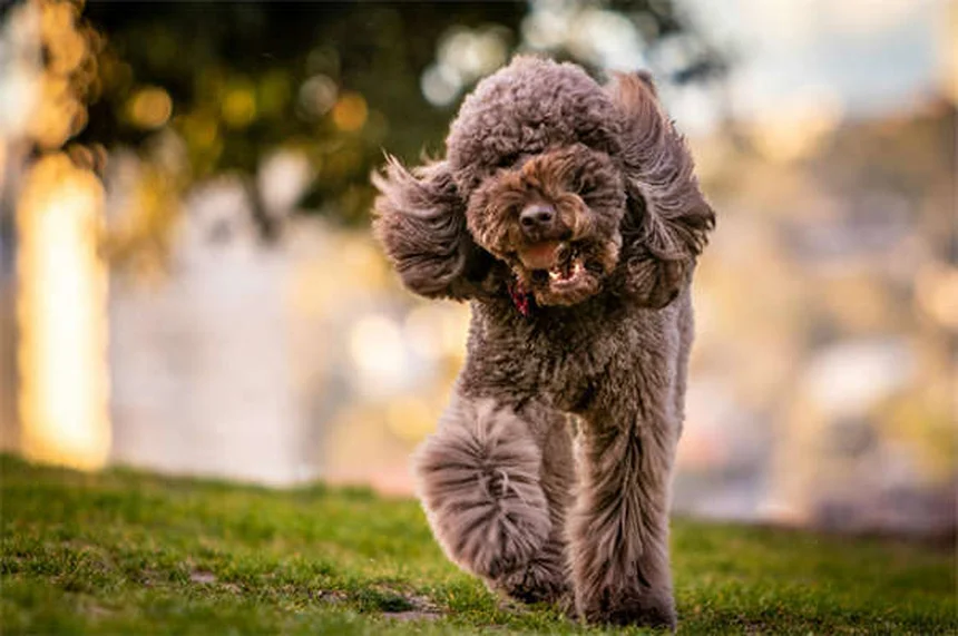 Anaplasmose canina: sintomas, tratamento e como proteger seu cachorro