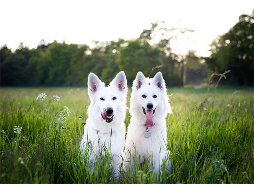 Anaplasmose canina: sintomas, tratamento e como proteger seu cachorro