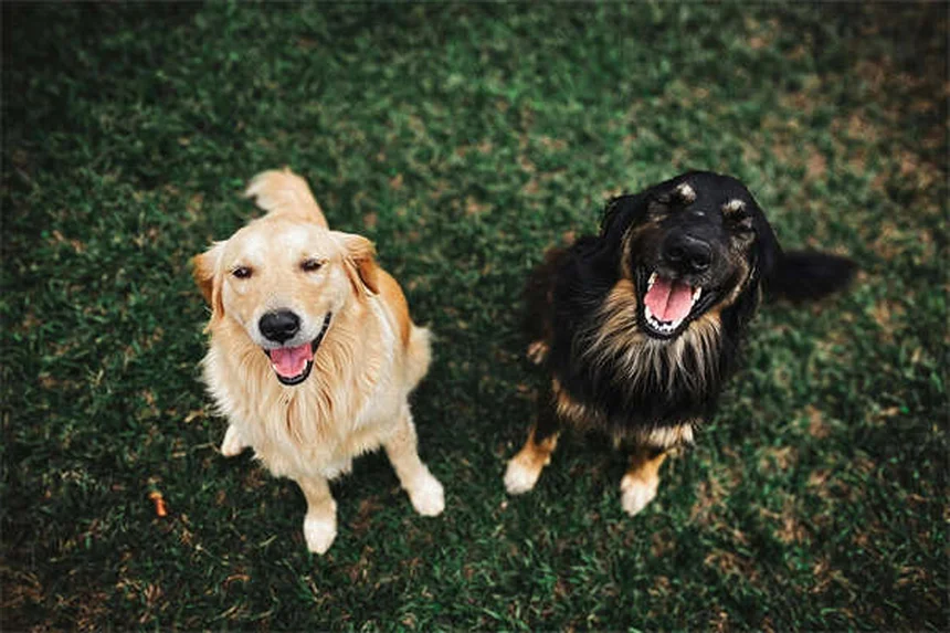 Como dar remédio para cachorro: 5 truques infalíveis que funcionam