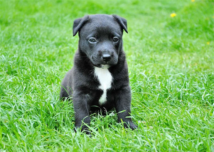 Como dar remédio para cachorro: 5 truques infalíveis que funcionam