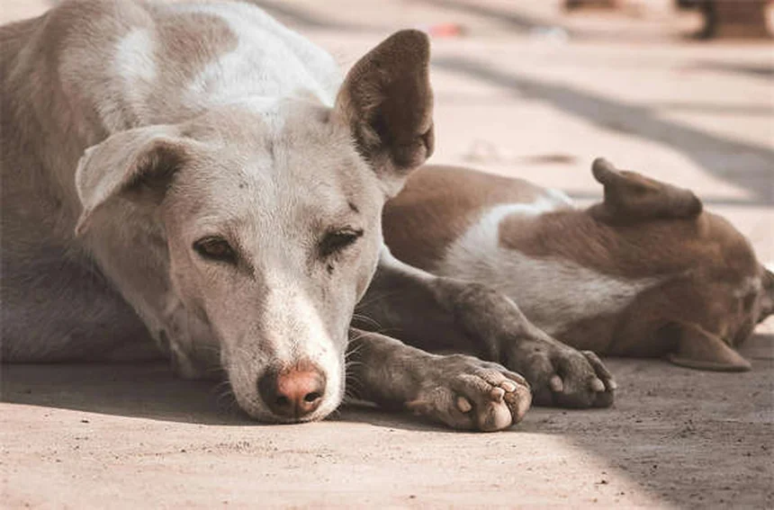 Kaopectate® para cães: quando usar e cuidados essenciais
