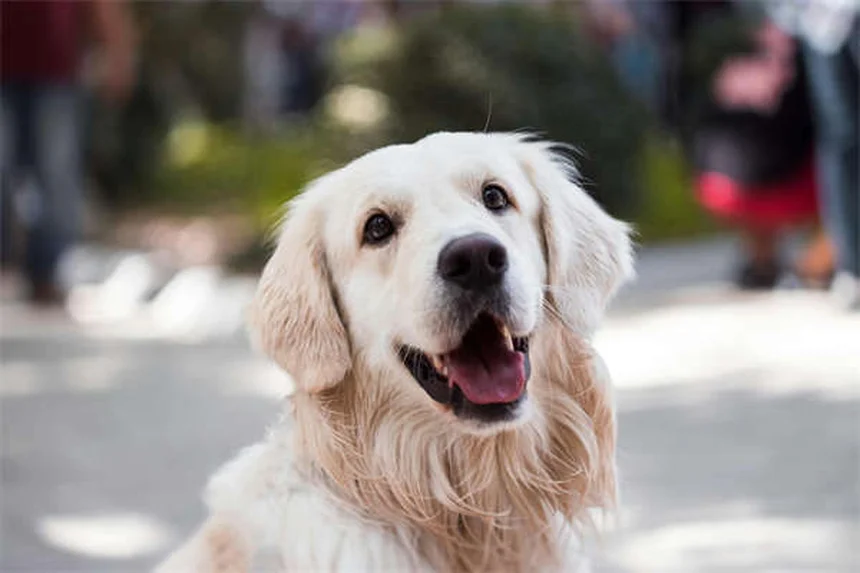 Otomax® e Tri-Otic®: Como Funcionam Para Infecções de Ouvido em Cães?