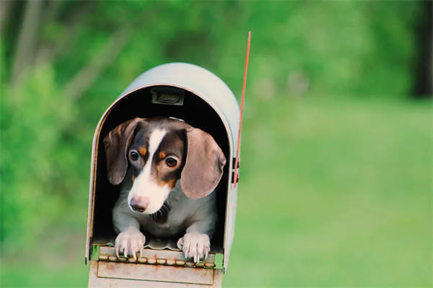 Picadas de formiga em cães: como identificar e tratar