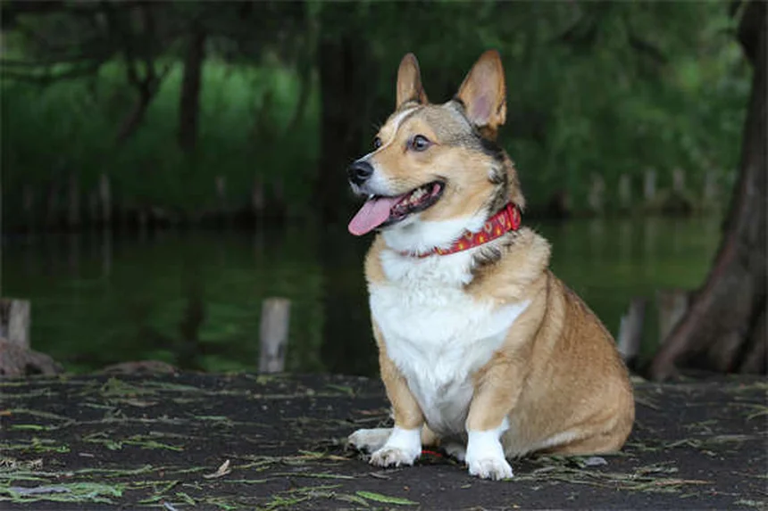 Picadas de formiga em cães: como identificar e tratar