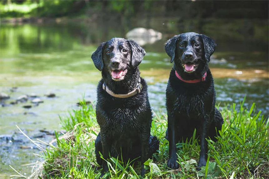 Picadas de formiga em cães: como identificar e tratar