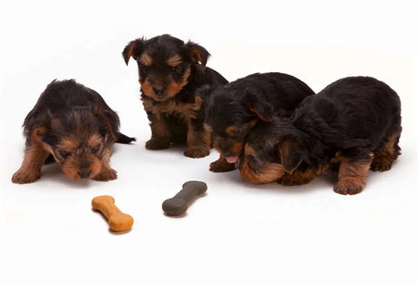 Como limpar os ouvidos do seu cão: Guia completo passo a passo