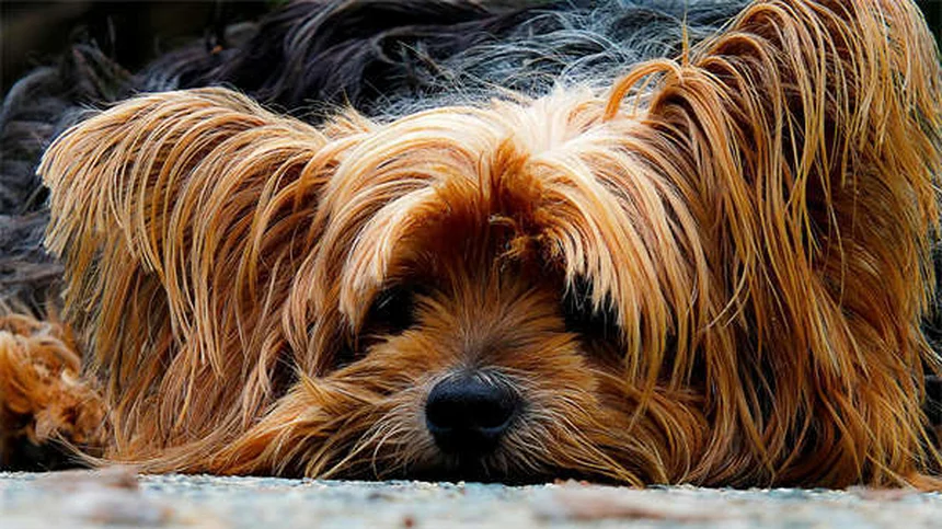 Como limpar os ouvidos do seu cão: Guia completo passo a passo
