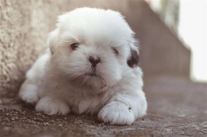 Raças de cães mais saudáveis: 19 opções para quem quer um amigo de longa vida