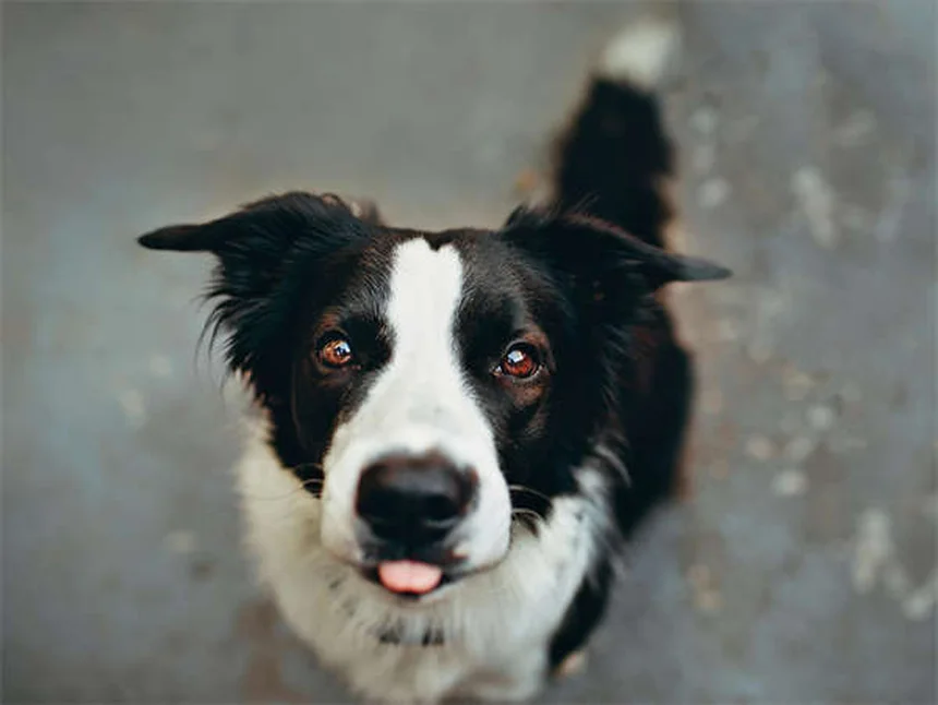 Câncer de Pulmão em Cães: Sintomas, Tratamentos e Como Identificar