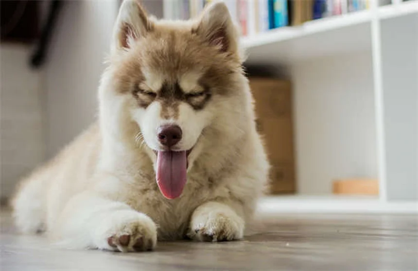 Câncer de Pulmão em Cães: Sintomas, Tratamentos e Como Identificar