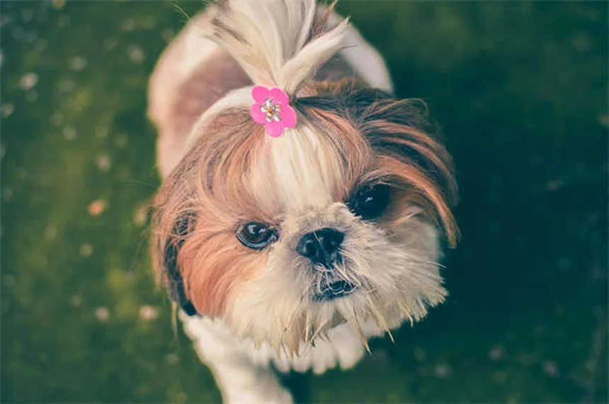 Porquinho-da-índia de pelo longo: 8 raças encantadoras para ter em casa