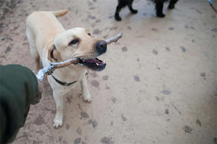 Câncer de Pulmão em Cães: Sintomas, Tratamentos e Como Identificar