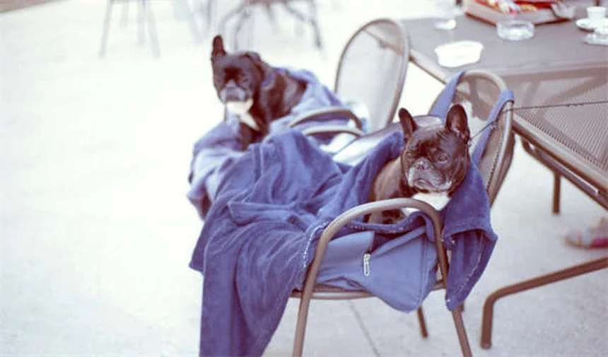 Infecção Estafilocócica em Ratos: Sintomas e Tratamento Essencial