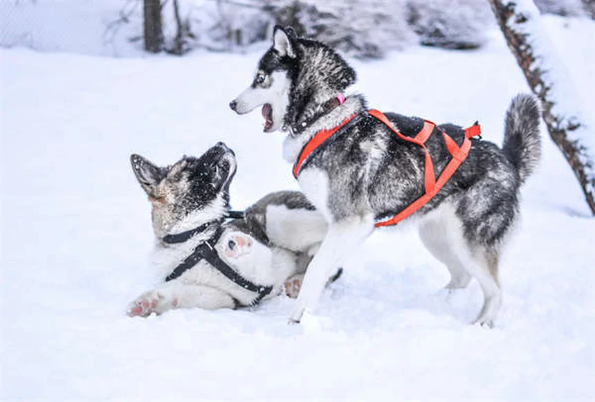 Como pegar filhotes de cachorro e gato sem machucar: guia completo
