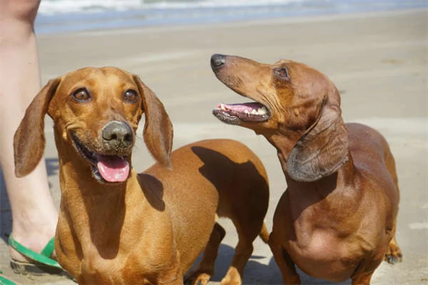 Como Acalmar um Cão Ansioso: 7 Dicas que Funcionam