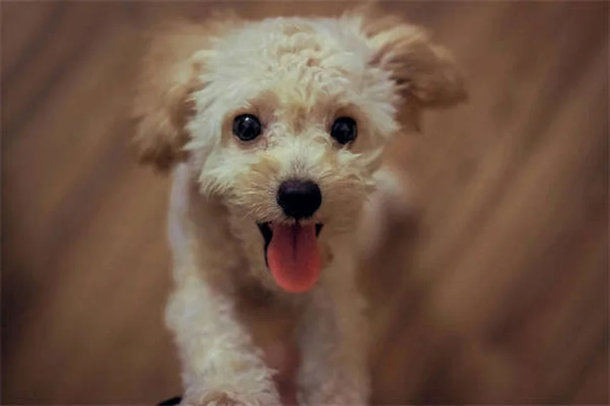 Tratamento para dirofilariose em cães: custos e como prevenir