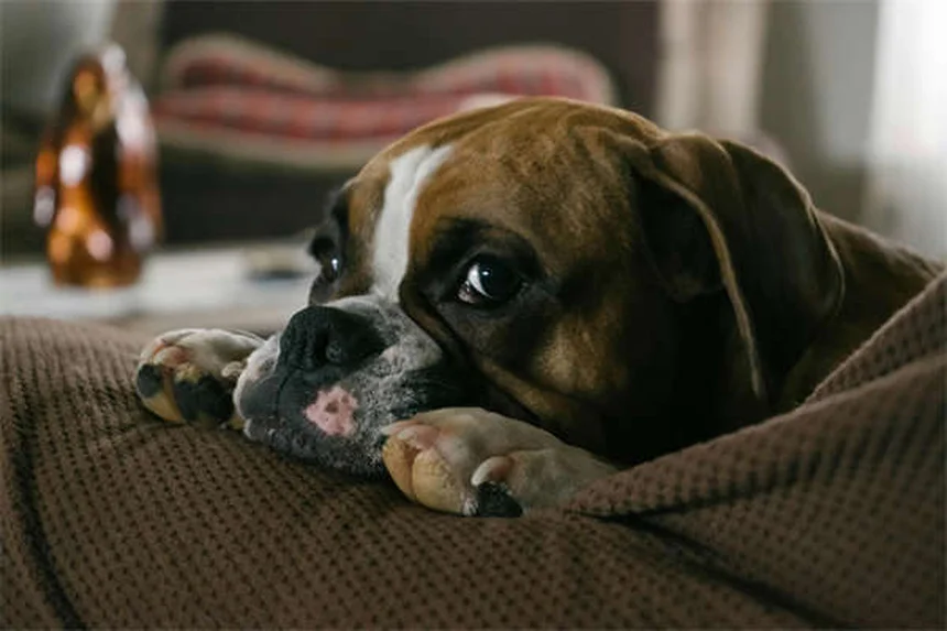 Por que a legislação específica para raças prejudica os Pit Bulls?