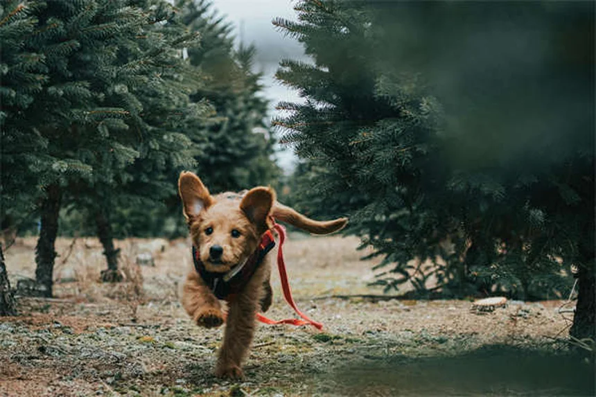 5 Ervas Medicinais Fáceis de Cultivar para Seu Pet