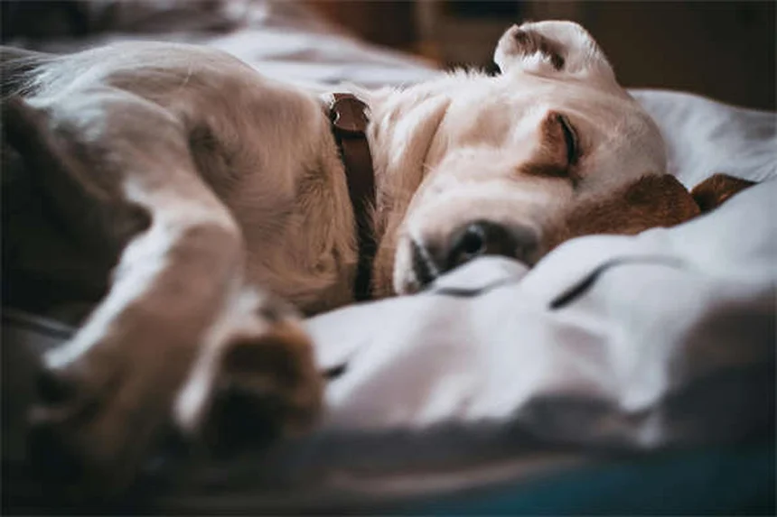 14 Raças de Cães Perfeitas para Climas Frios em 2024