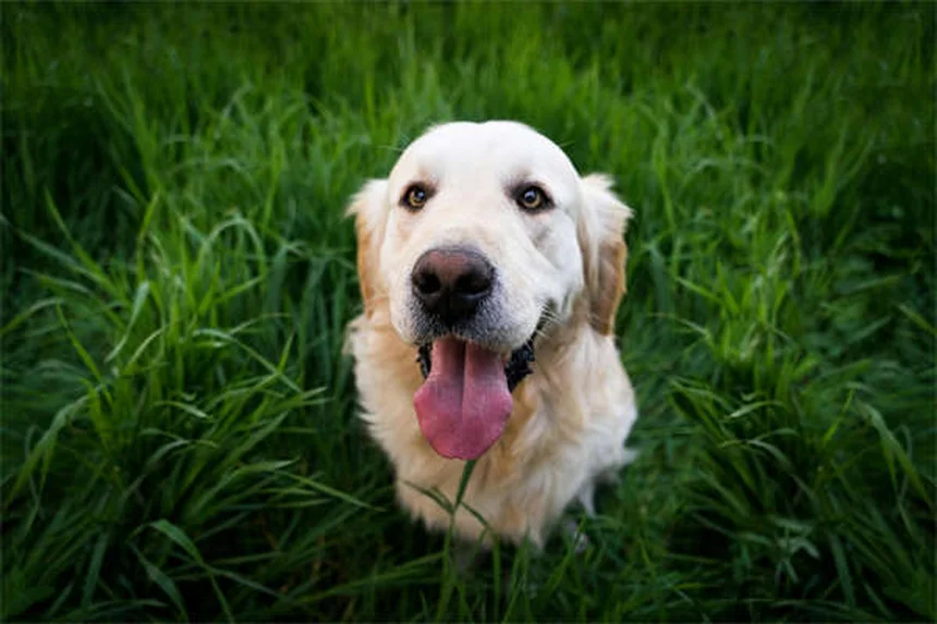 Óculos para cães: quando seu cachorro realmente precisa?