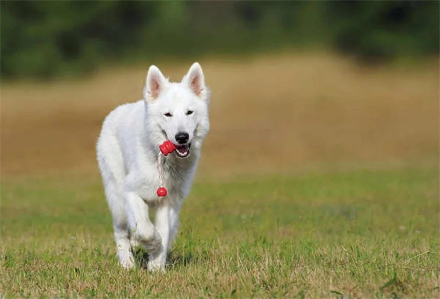 Óculos para cães: quando seu cachorro realmente precisa?