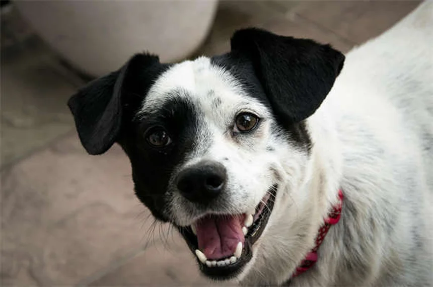 Óculos para cães: quando seu cachorro realmente precisa?