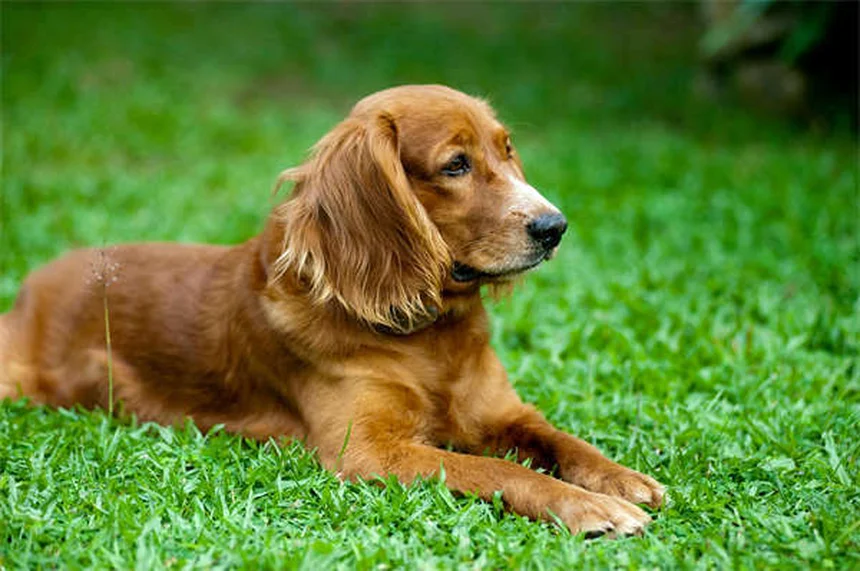 Por que os cães inclinam a cabeça? Descubra os 5 motivos fascinantes!
