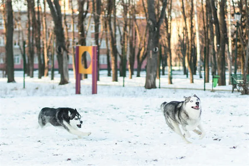 5 exercícios de alongamento para cães idosos que vão revolucionar a mobilidade do seu pet