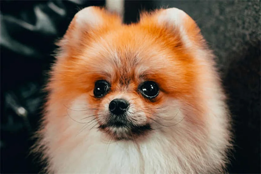 Cães babando muito: quando se preocupar? 7 causas e soluções