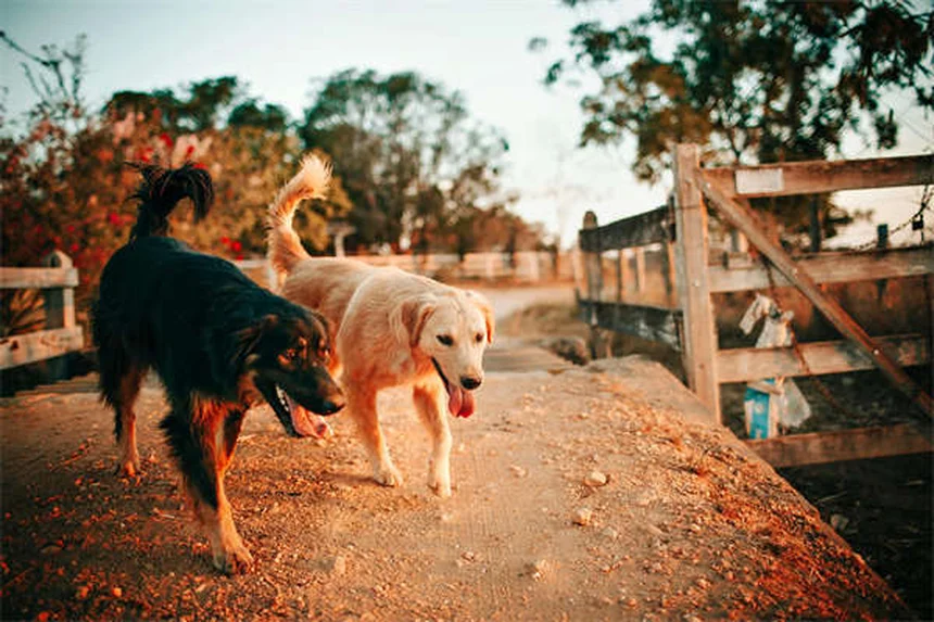 Cães babando muito: quando se preocupar? 7 causas e soluções