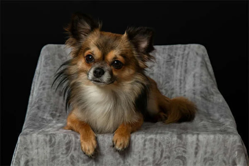 Cães babando muito: quando se preocupar? 7 causas e soluções