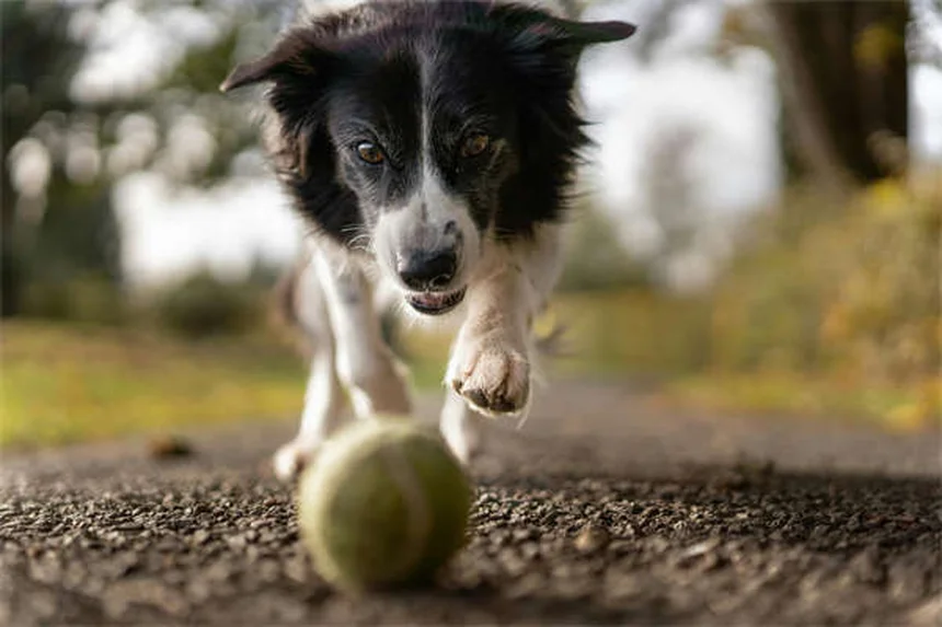 Fístula Perianal em Cães: Tudo o Que Você Precisa Saber