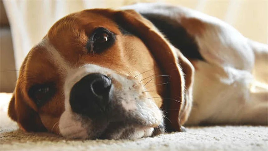 Fístula Perianal em Cães: Tudo o Que Você Precisa Saber