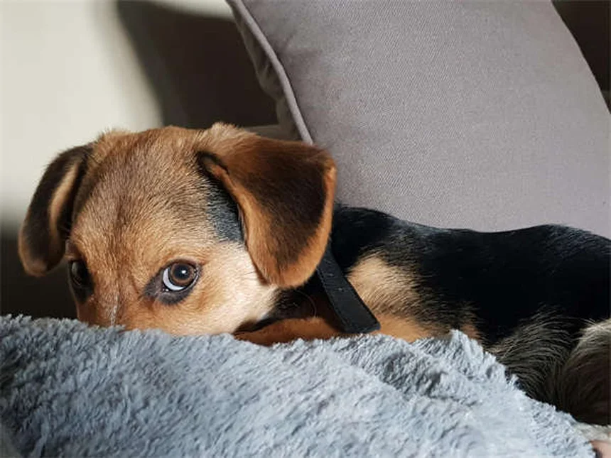 Fístula Perianal em Cães: Tudo o Que Você Precisa Saber